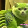 Котка като дракон и куче като стършел