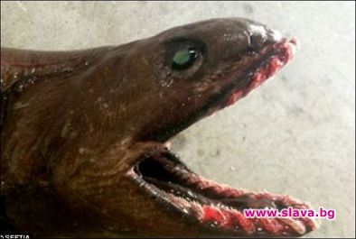 Рибари хванаха праисторическа акула