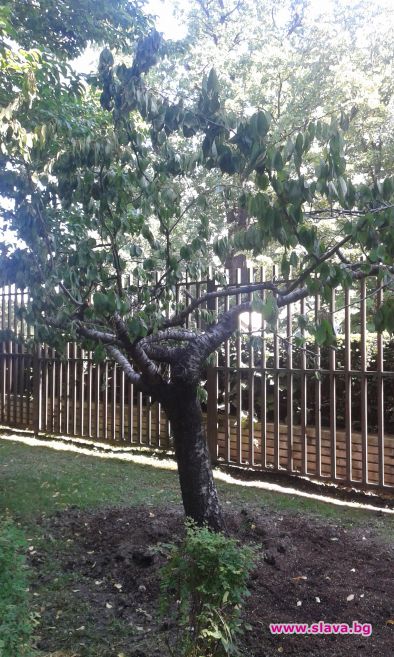 Слово за вишните и 1 обезвредена бомба