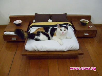 Строят суперлуксозен терминал за домашни любимци в Ню Йорк