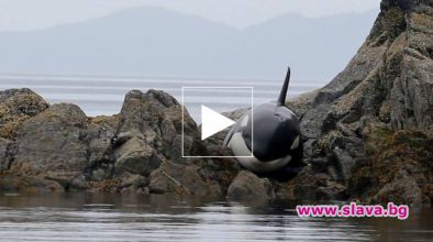 Бедстваща косатка, спасена от доброволци