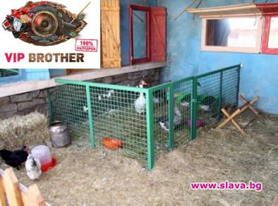 Бълхи нападнаха ВИП-овете 