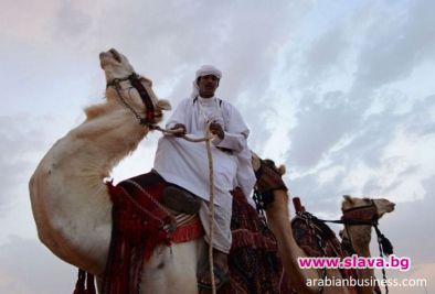 12 камили с ботокс се състезавт за Мис