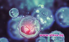 Ембрион без сперма и яйцеклетка създаден в Холандия