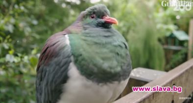 Гълъб със склонност към пиянство избран за Птица на годината в Нова Зеландия