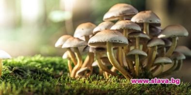 Искат легални психо гъби в САЩ