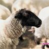 Четири лапи сезира ЕК относно чумата по дребните преживни животни у нас