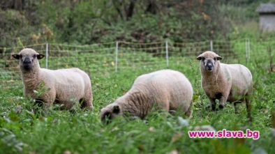 Агресивни овци нападат Германия