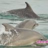 Делфините в България тази година са най-много в района на Калиакра