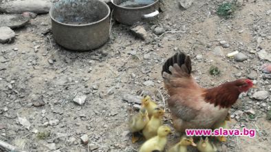 Кокошка излюпи патенца в родопското село Могилица