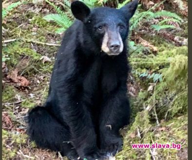 Евтаназираха добро мече в САЩ, защото се сближило с хората