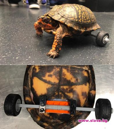 Костенурка се движи с интелигентна количка