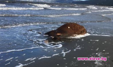 Мъртви крави вместо хора на плажа