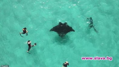 Гигантска манта помоли водолаз за помощ