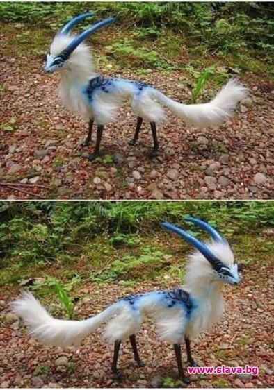 Овча лисица