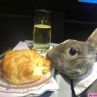 Заек летя бизнес класа от САЩ до Япония