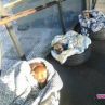 Нидерландия стана първата страна в света без нито едно бездомно куче