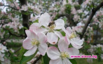 Посрещаме пролетта на 20 март в 5.50 ч. българско време