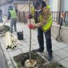 Засадиха първите 329 фиданки от 1100 по улиците на София