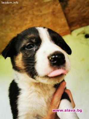  7 кученца на пътя, търсят си хора