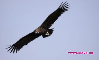 Кралят на Испания подари 15 черни лешояда на България