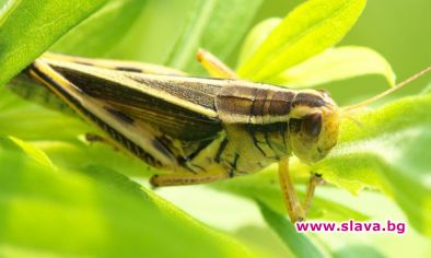 В България вече работи ферма за щурци