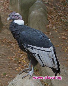 Кондорите могат да се реят във въздуха 160 км без да размахат криле