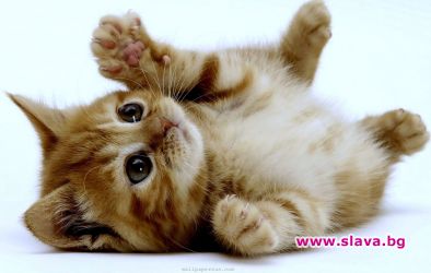 Мъж обвини котка за бременността на жена му