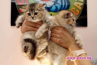 Международна изложба представя редки породи котки във Варна