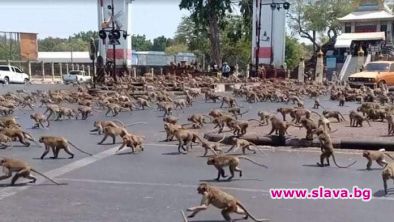 Маймун протест в Тайланд