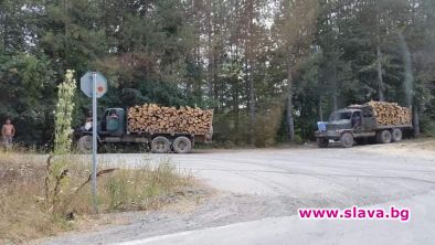 Странджа плячкосвана от властта на мафията: Биволъ отсне