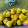 Данчето Христова вари смокиново сладко за Муки и Кеца