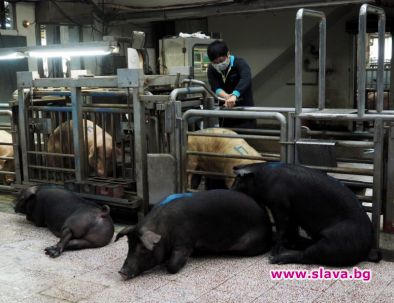 ГМО прасета за храна и трансплантации на органи на хора