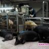 ГМО прасета за храна и трансплантации на органи на хора