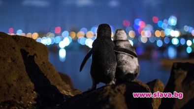 Овдовели пингвини се прегръщат във фото, спечелило престижна награда