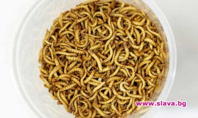 ЕС одобри консумацията на насекоми от човека