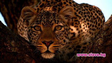 Месец на големите котки по National Geographic WILD