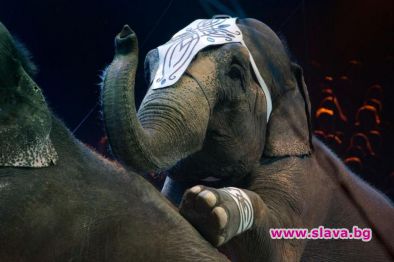 Слонски бой в цирка в Казан, няма пострадали зрители (ВИДЕО) 