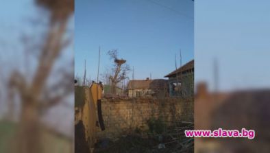 Щъркели останаха без гнездо, дървото им било отрязано за огрев