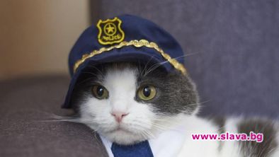 Котка, спасила човек, беше назначена за началник на полицейско управление