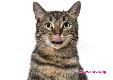 Задържаха котка-наркокуриер