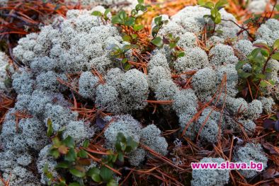 Дърво и чудо ли е цетрарията: Какво да правим с времето в карантина