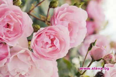 Казанлък избира „Царица Роза 2021“