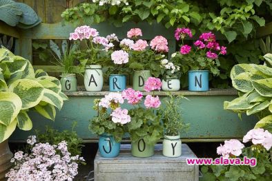 Мушкатото e перфектен избор за начинаещите градинари