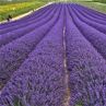 Националният Фестивал на лавандулата ще се проведе за седми път