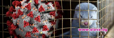 Отглеждането на животни за ценни кожи трябва спешно да бъде прекратено: Четири лапи