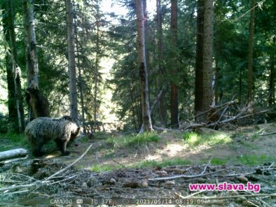 Учени заснеха четири мечки в Западните Родопи