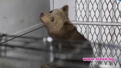 Показаха спасеното мече, открито само на дърво в Смолянско (ВИДЕО)