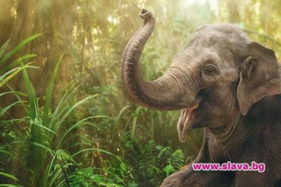 Слон тършува в кухнята на семейство в Тайланд (видео)