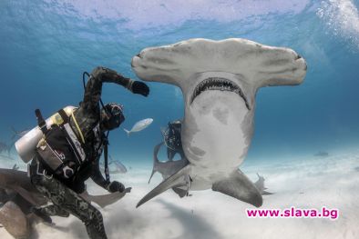 National Geographic Wild стартира Фестивал на акулите 